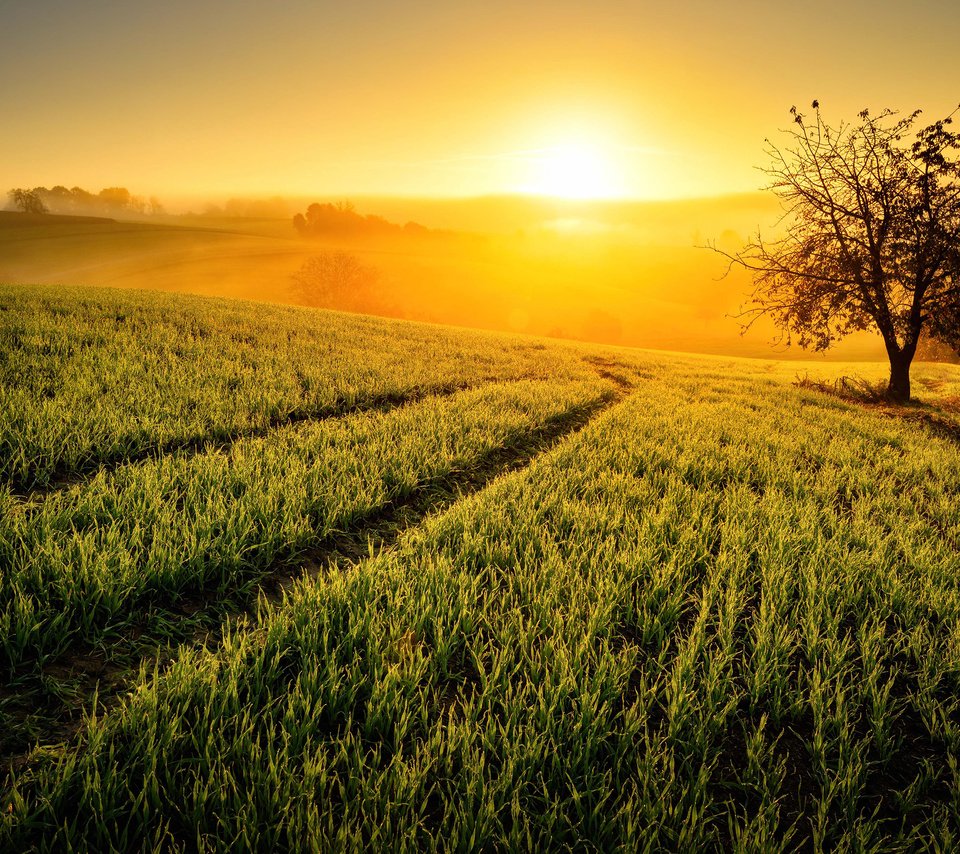 Обои небо, солнце, природа, дерево, растения, поля, туман, поле, the sky, the sun, nature, tree, plants, field, fog разрешение 2880x1800 Загрузить