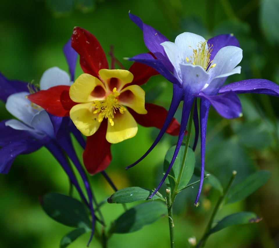 Обои цветы, макро, водосбор, аквилегия, туфелька эльфа, flowers, macro, the catchment, aquilegia разрешение 6000x4000 Загрузить