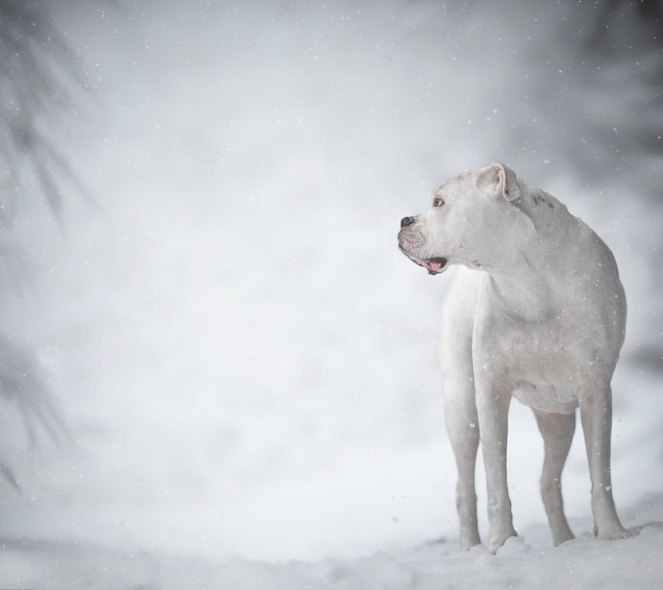 Обои зима, белый, собака, боке, дог, аргентинский дог, има, winter, white, dog, bokeh, the dogo argentino, ima разрешение 3600x2400 Загрузить