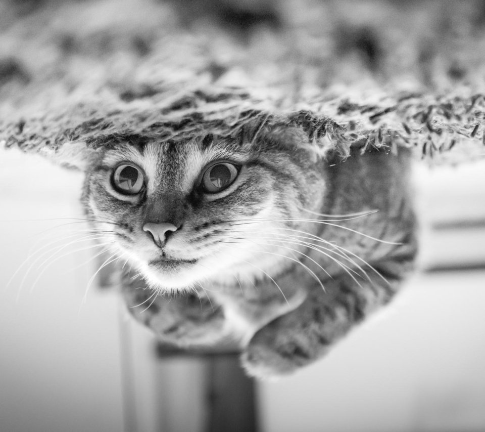 Обои глаза, фон, усы, кошка, взгляд, чёрно-белое, eyes, background, mustache, cat, look, black and white разрешение 2048x1367 Загрузить