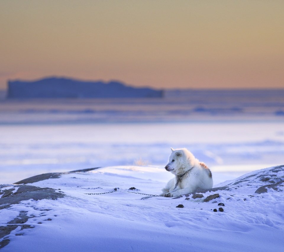 Обои снег, природа, зима, собака, пес, snow, nature, winter, dog разрешение 2560x1707 Загрузить