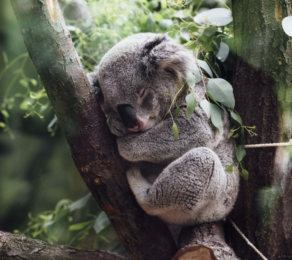 Обои дерево, листья, сон, джунгли, коала, tree, leaves, sleep, jungle, koala разрешение 3840x2160 Загрузить