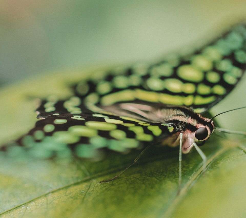 Обои насекомое, бабочка, крылья, лист, крупным планом, insect, butterfly, wings, sheet, closeup разрешение 2560x1600 Загрузить