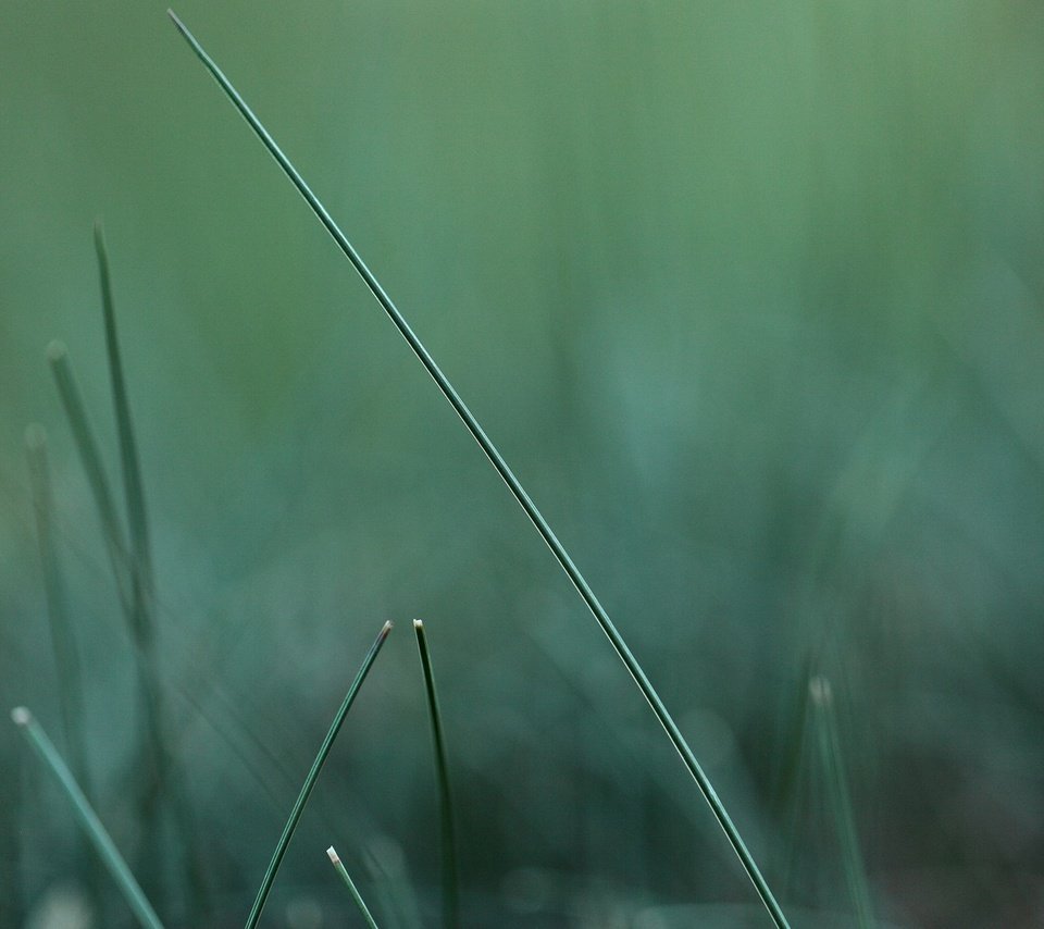 Обои трава, природа, зелень, макро, размытость, травинка, grass, nature, greens, macro, blur, a blade of grass разрешение 1920x1200 Загрузить