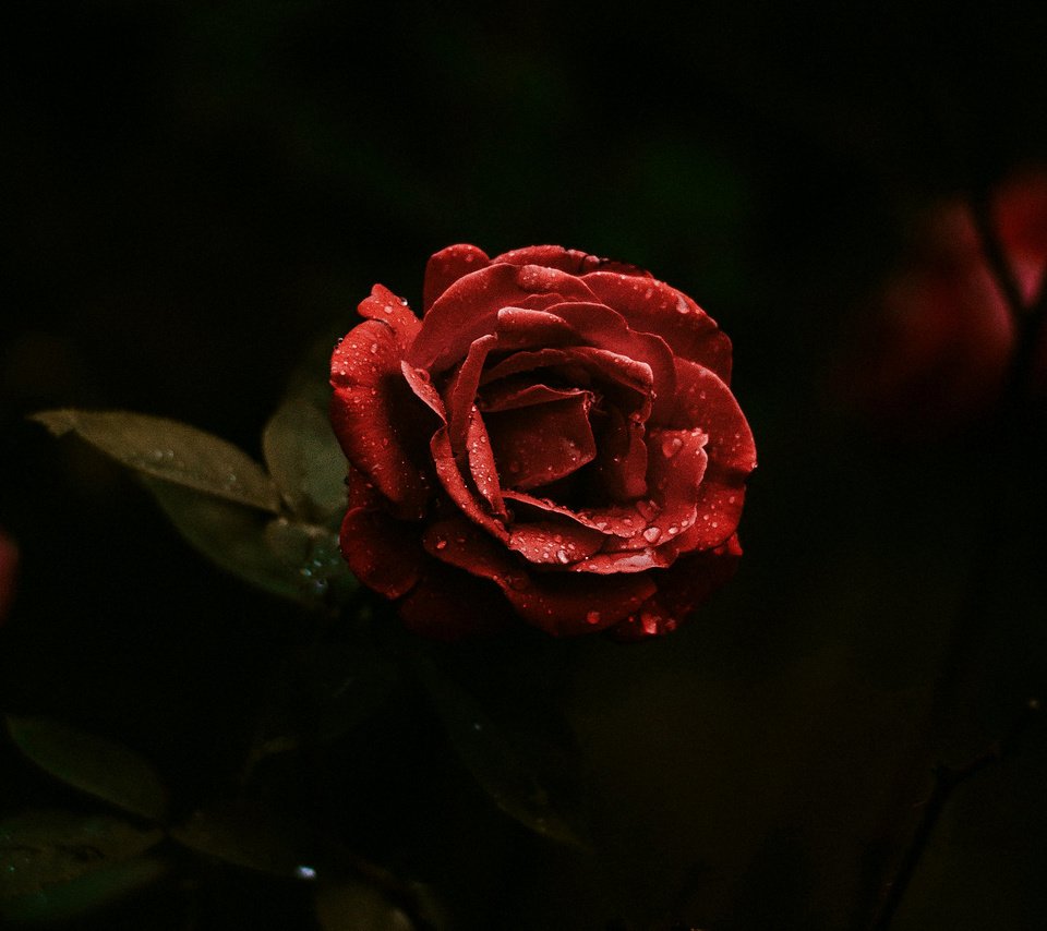 Обои цветы, листья, розы, лепестки, красные, черный фон, flowers, leaves, roses, petals, red, black background разрешение 2560x1600 Загрузить