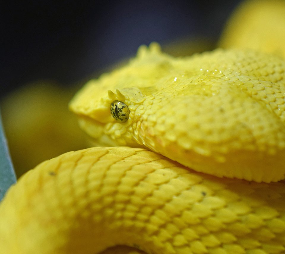 Обои змея, рептилия, пресмыкающиеся, snake, reptile, reptiles разрешение 2560x1600 Загрузить