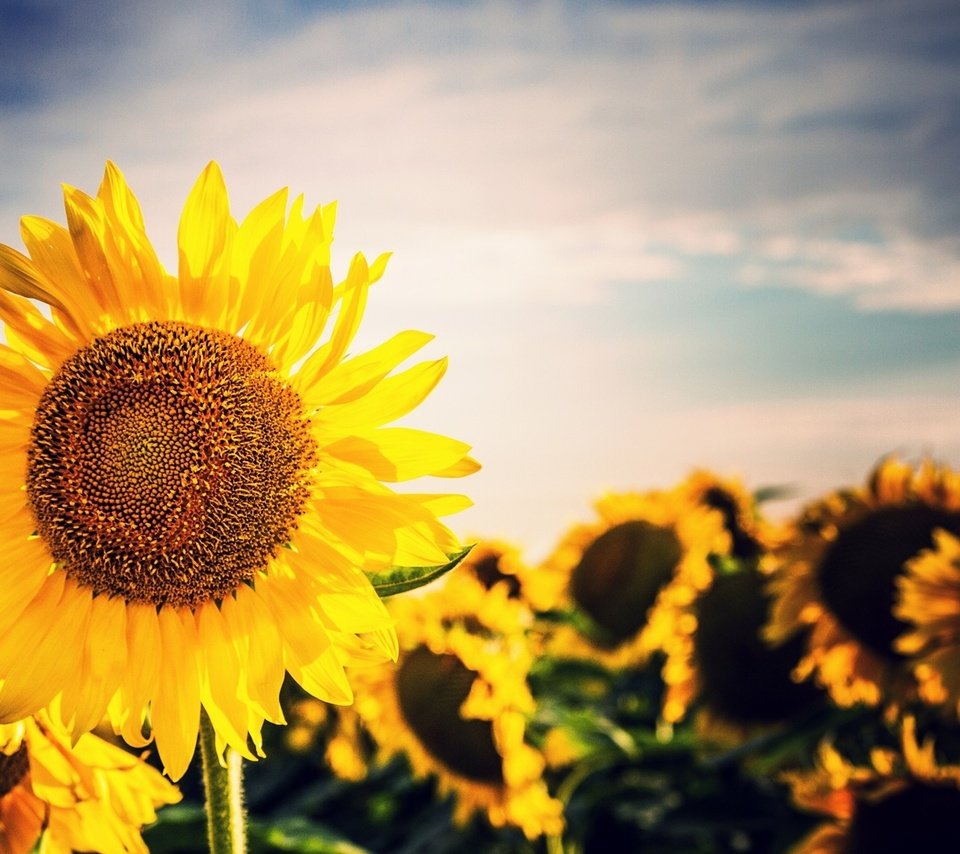 Обои небо, цветы, облака, подсолнух, подсолнухи, желтые, the sky, flowers, clouds, sunflower, sunflowers, yellow разрешение 1920x1200 Загрузить