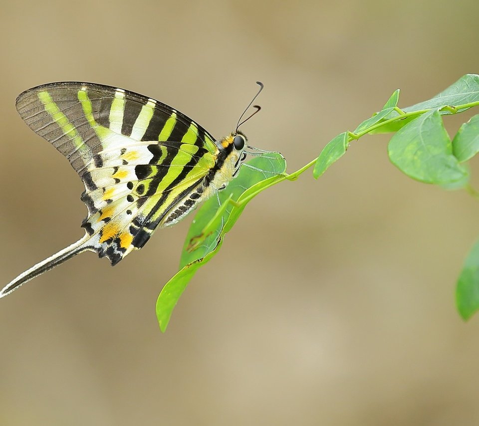 Обои ветка, листья, насекомое, бабочка, крылья, усики, branch, leaves, insect, butterfly, wings, antennae разрешение 2048x1365 Загрузить