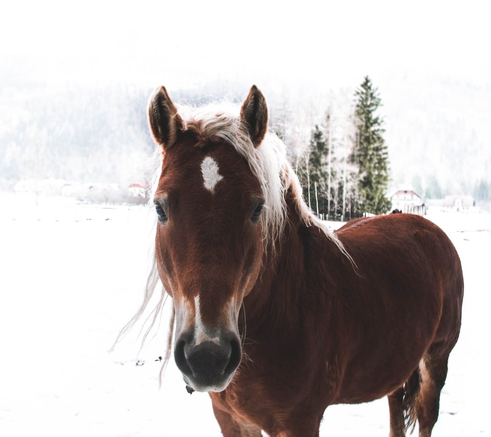Обои лошадь, снег, зима, конь, грива, horse, snow, winter, mane разрешение 5184x3456 Загрузить
