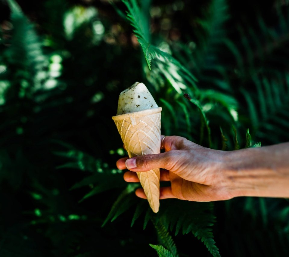 Обои природа, рука, листья, мороженое, растение, вафельный рожок, nature, hand, leaves, ice cream, plant, waffle cone разрешение 2997x2000 Загрузить