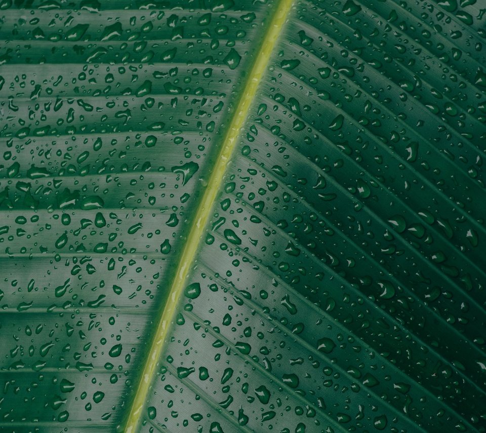 Обои природа, зелёный, макро, капли, лист, прожилки, nature, green, macro, drops, sheet, veins разрешение 5472x3648 Загрузить