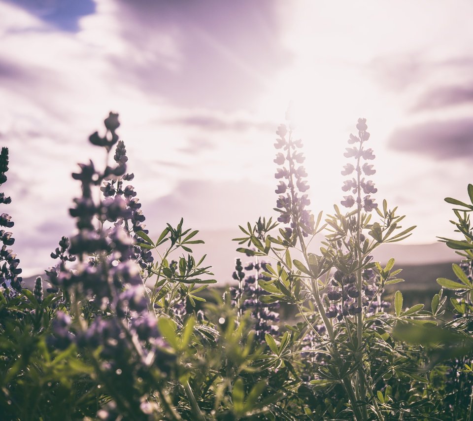 Обои цветы, листья, поле, стебли, солнечный свет, шалфей, flowers, leaves, field, stems, sunlight, sage разрешение 7360x4912 Загрузить