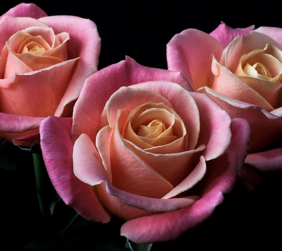 Обои цветы, бутоны, розы, лепестки, черный фон, розовые, flowers, buds, roses, petals, black background, pink разрешение 1920x1130 Загрузить