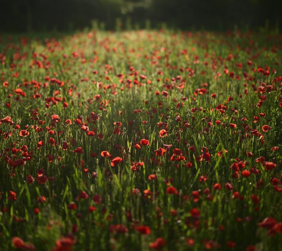 Обои цветы, поле, красные, маки, flowers, field, red, maki разрешение 2100x1398 Загрузить