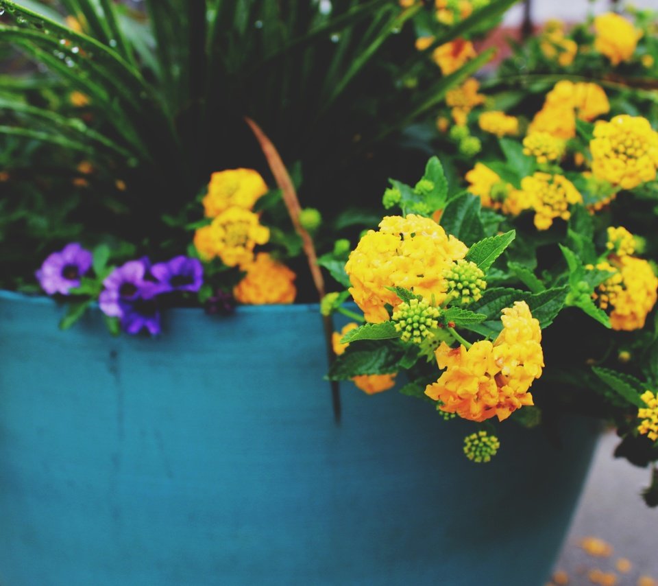 Обои цветы, желтые, горшок, flowers, yellow, pot разрешение 5184x3456 Загрузить