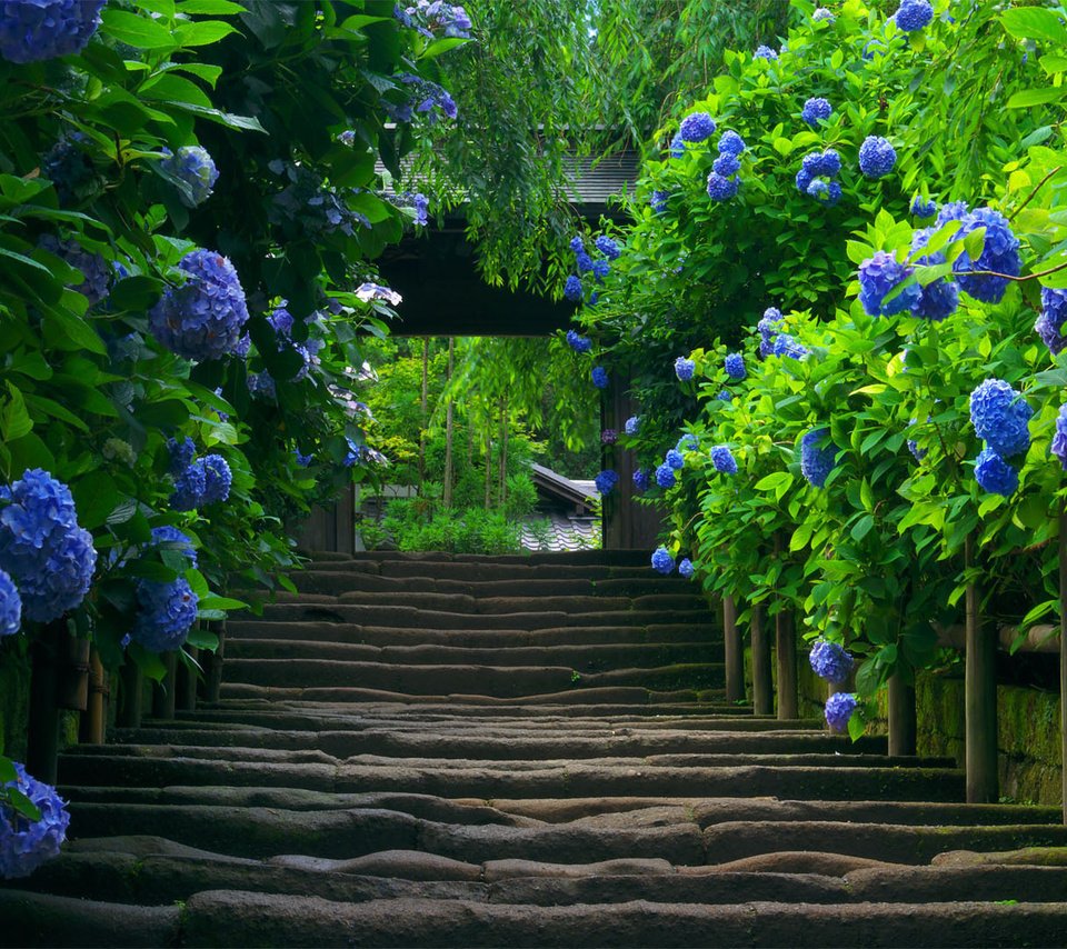 Сад в синих оттенках
