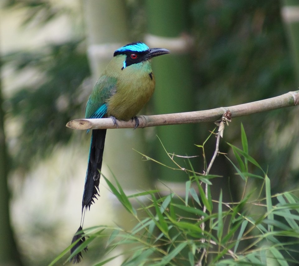 Обои ветка, дерево, бамбук, птица, клюв, перья, оперение, amazonian motmot, branch, tree, bamboo, bird, beak, feathers, tail разрешение 5456x3632 Загрузить