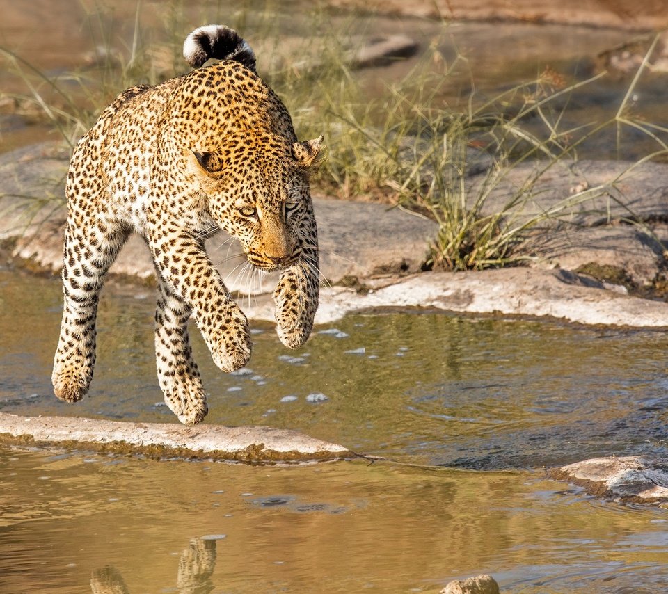 Обои река, прыжок, леопард, хищник, кения, john fielding, river, jump, leopard, predator, kenya разрешение 1920x1200 Загрузить