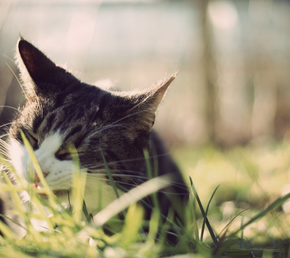 Обои трава, кот, мордочка, усы, кошка, grass, cat, muzzle, mustache разрешение 2560x1600 Загрузить