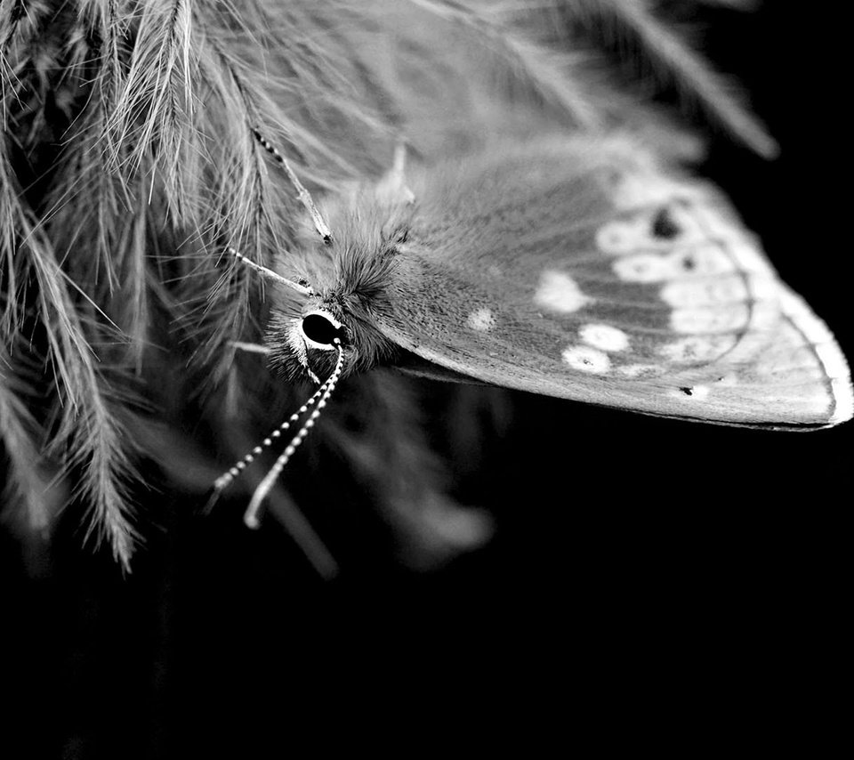 Обои насекомое, бабочка, чёрно-белое, крылья, insect, butterfly, black and white, wings разрешение 1920x1080 Загрузить