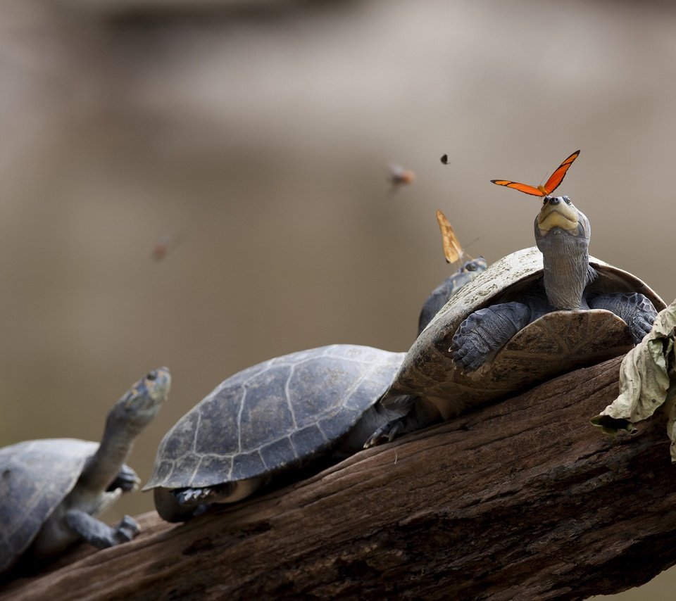 Обои панцирь, бабочки, черепахи, shell, butterfly, turtles разрешение 2560x1600 Загрузить