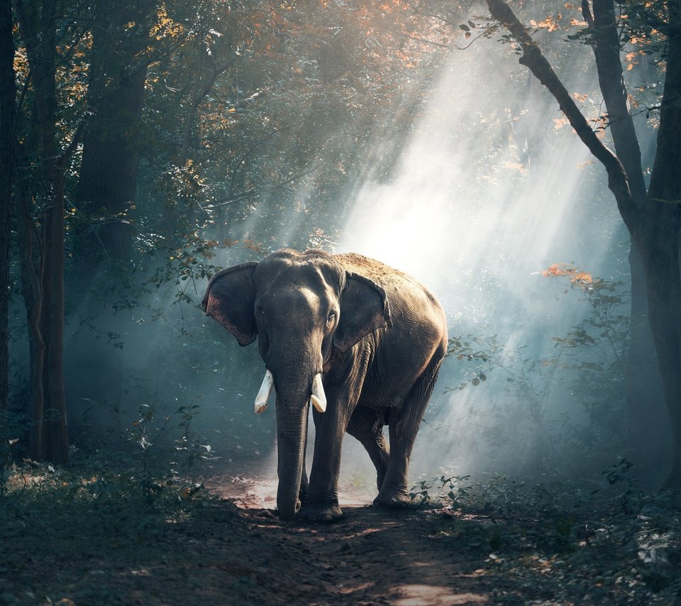 Обои природа, лес, лучи, слон, индия, nature, forest, rays, elephant, india разрешение 3500x2388 Загрузить