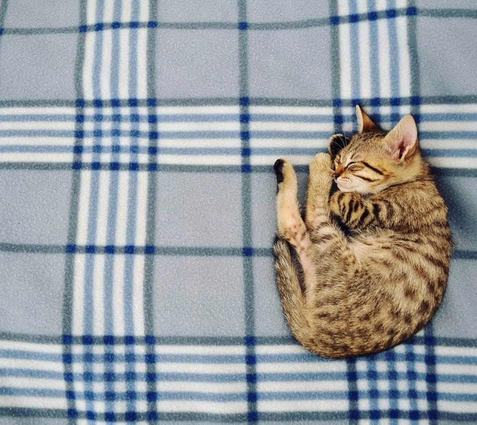 Обои кошка, сон, котенок, дом, уют, cat, sleep, kitty, house, comfort разрешение 2048x1360 Загрузить