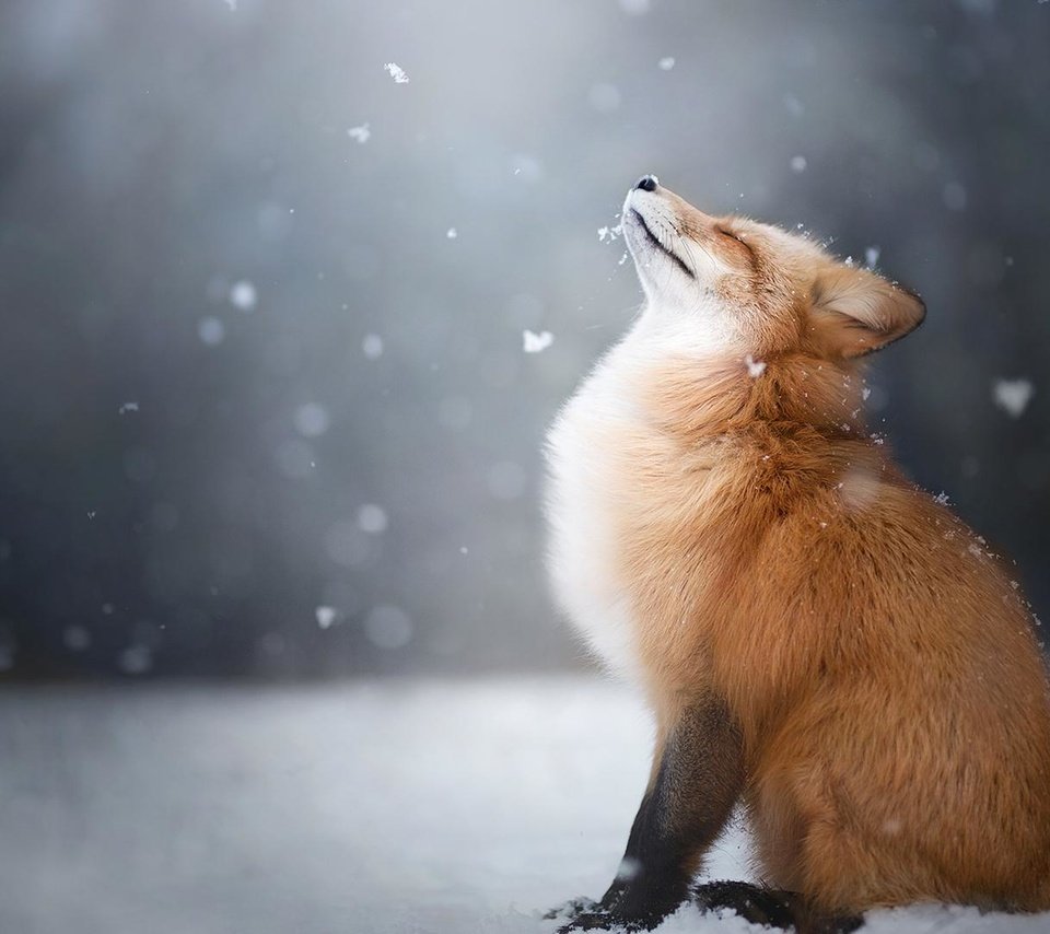 Обои снег, зима, лиса, профиль, лисица, животное, закрытые глаза, snow, winter, fox, profile, animal, closed eyes разрешение 1920x1080 Загрузить