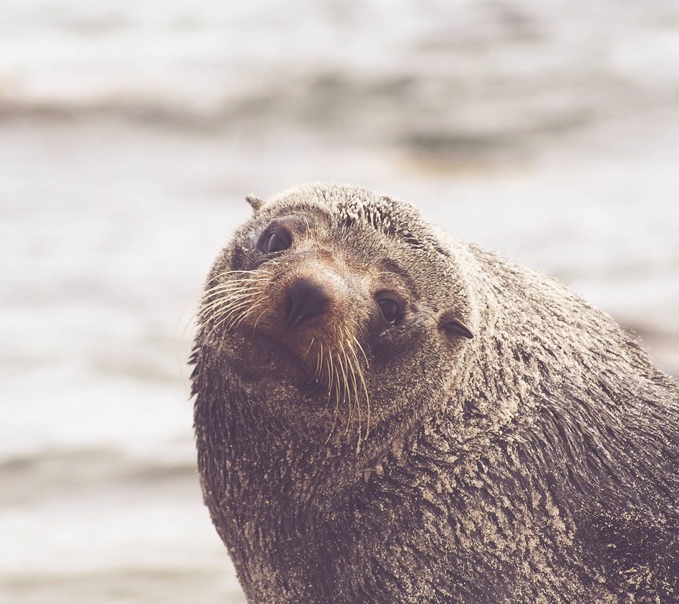 Обои усы, взгляд, тюлень, морской лев, mustache, look, seal, sea lion разрешение 2560x1440 Загрузить