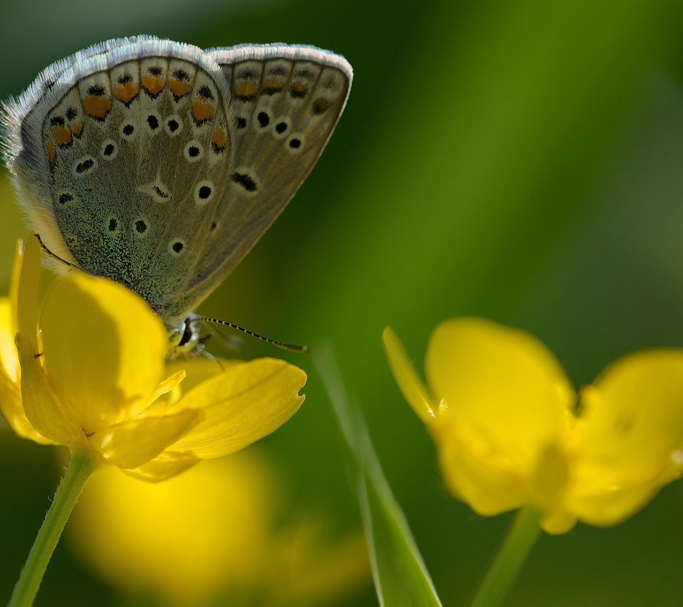 Обои цветы, насекомое, бабочка, крылья, flowers, insect, butterfly, wings разрешение 1920x1200 Загрузить