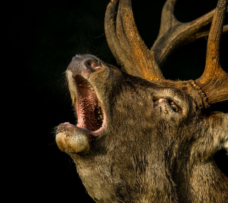 Обои олень, черный фон, животное, рога, andywak, deer, black background, animal, horns разрешение 1920x1080 Загрузить