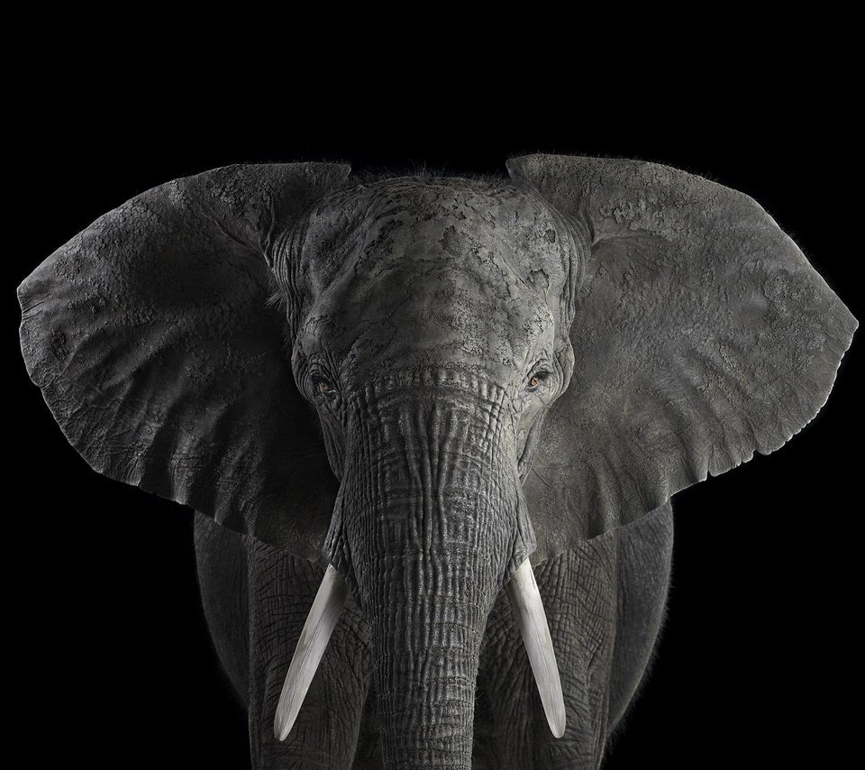 Обои слон, чёрно-белое, африканский слон, брэд уилсон, elephant, black and white, african elephant, brad wilson разрешение 2000x1364 Загрузить