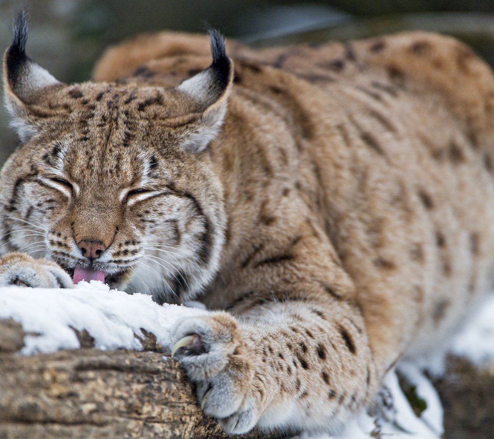 Обои снег, зима, рысь, дикая кошка, tambako the jaguar, snow, winter, lynx, wild cat разрешение 3840x2743 Загрузить