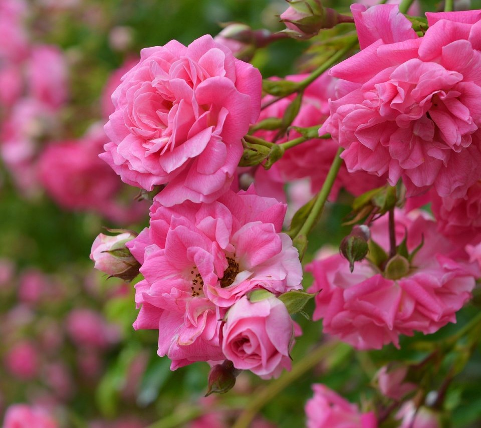 Обои цветы, бутоны, розы, лепестки, розовые розы, flowers, buds, roses, petals, pink roses разрешение 3000x1892 Загрузить