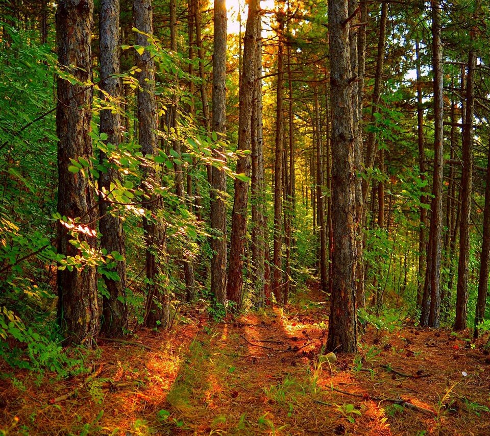 Обои деревья, лес, пейзаж, лучи солнца, trees, forest, landscape, the rays of the sun разрешение 3002x1886 Загрузить