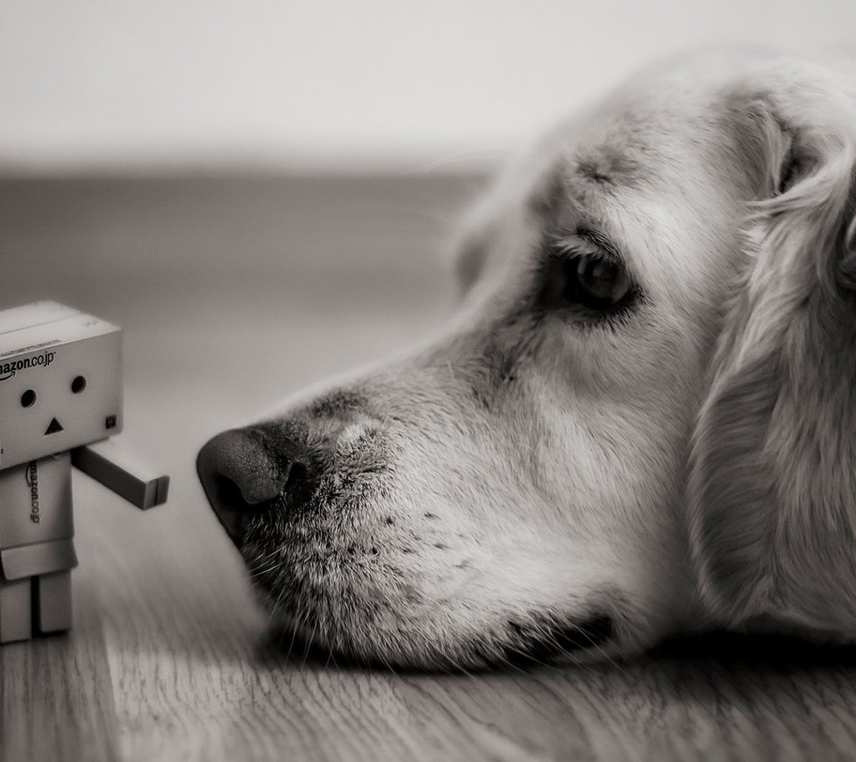 Обои чёрно-белое, собака, печаль, друзья, данбо, картонный робот, робот бумага, black and white, dog, sadness, friends, danbo, cardboard robot, robot paper разрешение 1920x1200 Загрузить
