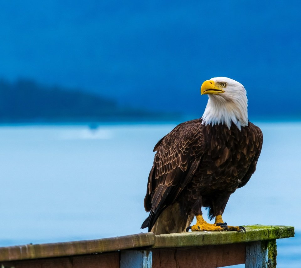 Обои полет, орел, птица, клюв, перья, летит, белоголовый орлан, flight, eagle, bird, beak, feathers, flies, bald eagle разрешение 2560x1707 Загрузить