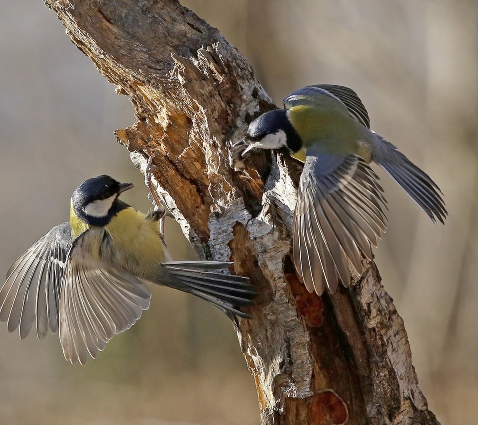 Обои дерево, крылья, птицы, клюв, перья, ствол, синицы, tree, wings, birds, beak, feathers, trunk, tits разрешение 3840x2160 Загрузить