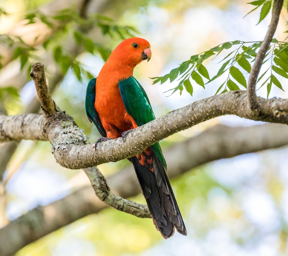 Обои ветка, дерево, птица, клюв, перья, попугай, branch, tree, bird, beak, feathers, parrot разрешение 2048x1365 Загрузить