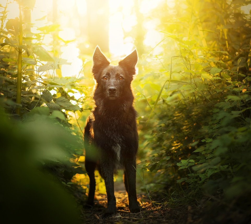 Обои зелень, мордочка, взгляд, собака, боке, элина, greens, muzzle, look, dog, bokeh, elina разрешение 2048x1367 Загрузить