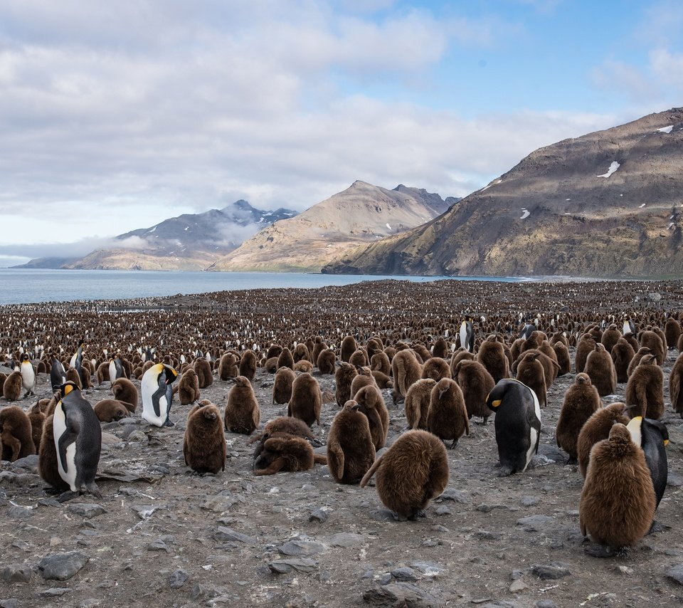 Обои птицы, пингвин, стая, пингвины, королевский пингвин, birds, penguin, pack, penguins, royal penguin разрешение 3840x2400 Загрузить