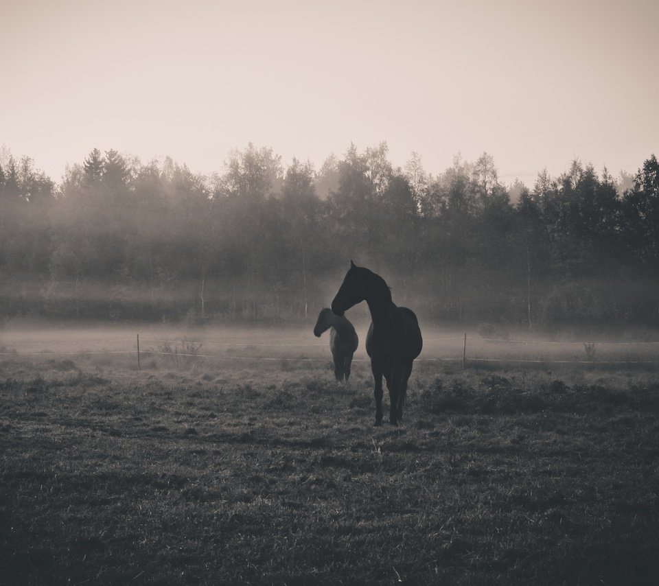 Обои утро, животные, туман, рассвет, чёрно-белое, силуэт, лошади, morning, animals, fog, dawn, black and white, silhouette, horse разрешение 4422x3101 Загрузить