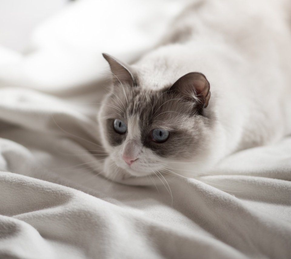 Обои фон, кот, усы, кошка, взгляд, голубые глаза, background, cat, mustache, look, blue eyes разрешение 1920x1283 Загрузить