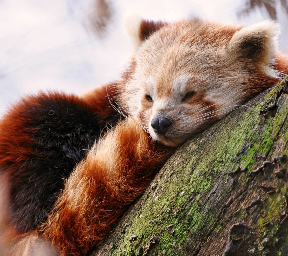 Обои дерево, мордочка, сон, красная панда, малая панда, tree, muzzle, sleep, red panda разрешение 1920x1200 Загрузить