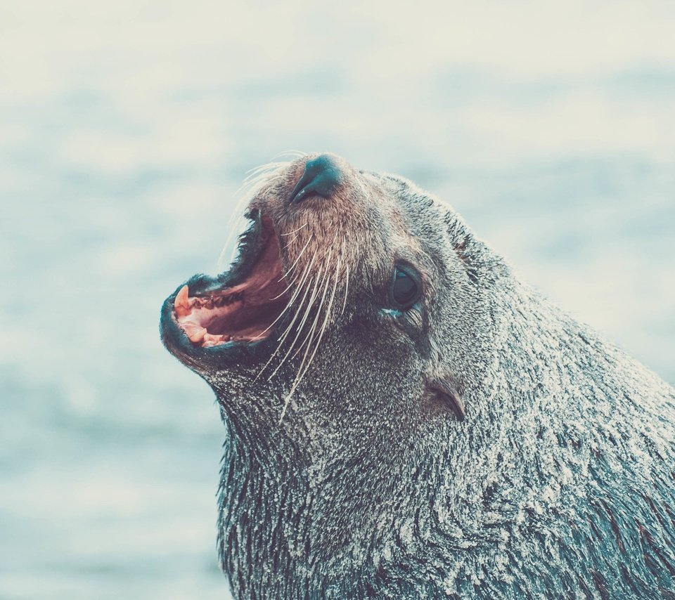 Обои морда, животное, тюлень, морской лев, face, animal, seal, sea lion разрешение 3872x2176 Загрузить