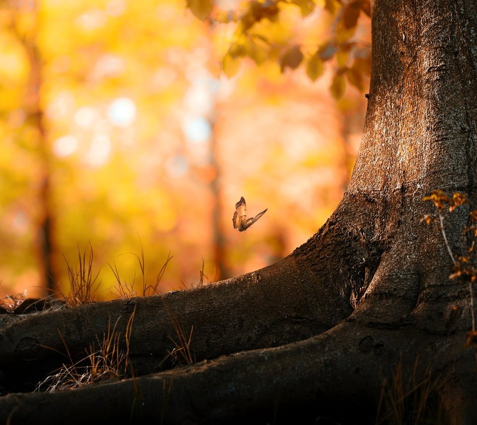 Обои дерево, листья, насекомое, осень, бабочка, корни, ствол, боке, tree, leaves, insect, autumn, butterfly, roots, trunk, bokeh разрешение 1920x1080 Загрузить