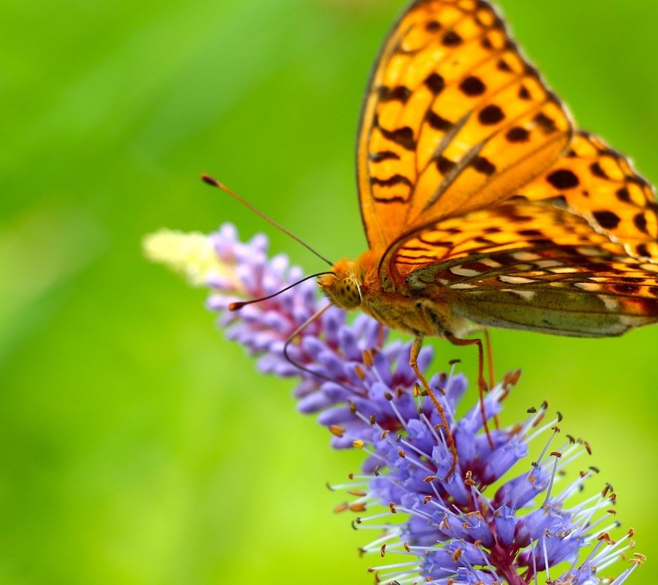 Обои насекомое, цветок, бабочка, крылья, insect, flower, butterfly, wings разрешение 1920x1200 Загрузить