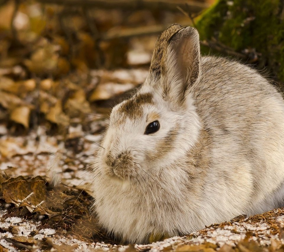 Обои природа, кролик, животное, заяц, nature, rabbit, animal, hare разрешение 1920x1080 Загрузить