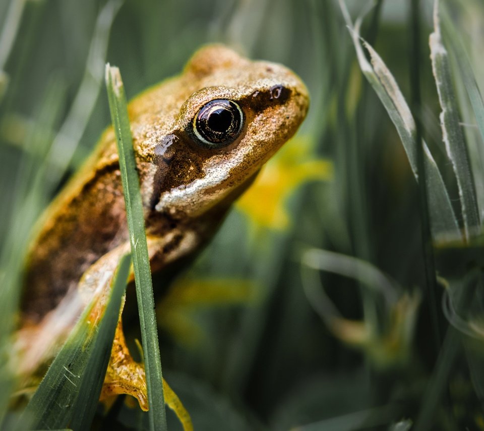 Обои трава, лягушка, лягуха, жаба, земноводные, grass, frog, toad, amphibians разрешение 1920x1200 Загрузить