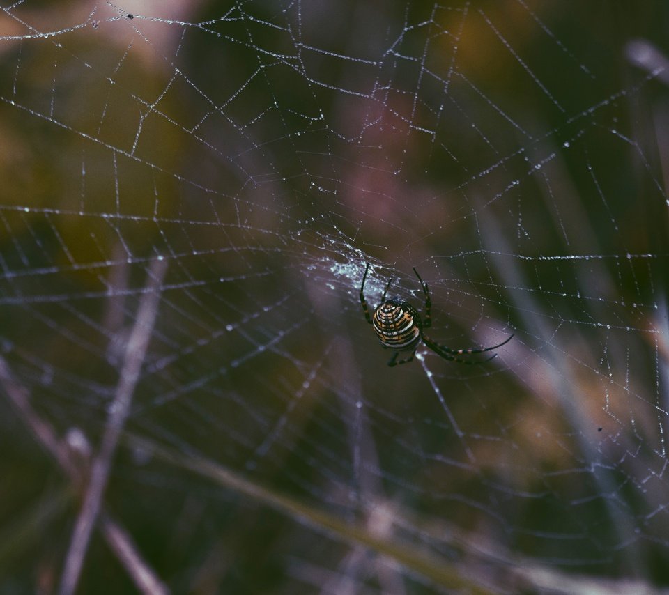 Обои роса, паук, паутина, крупным планом, членистоногие, rosa, spider, web, closeup, arthropods разрешение 5184x3456 Загрузить
